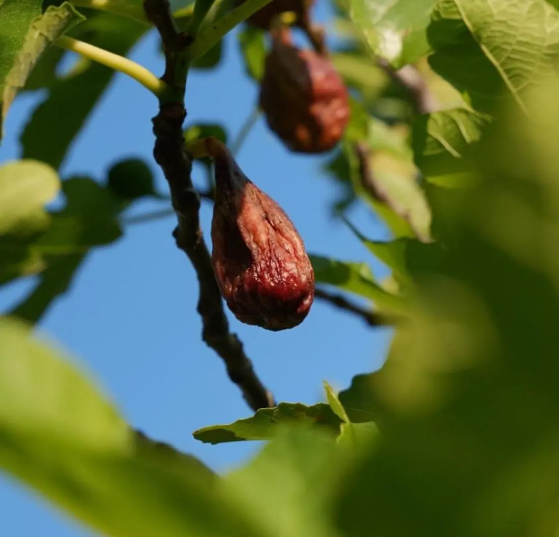 Agriturismo Ai Dossi Βερόνα Κατάλυμα σε φάρμα