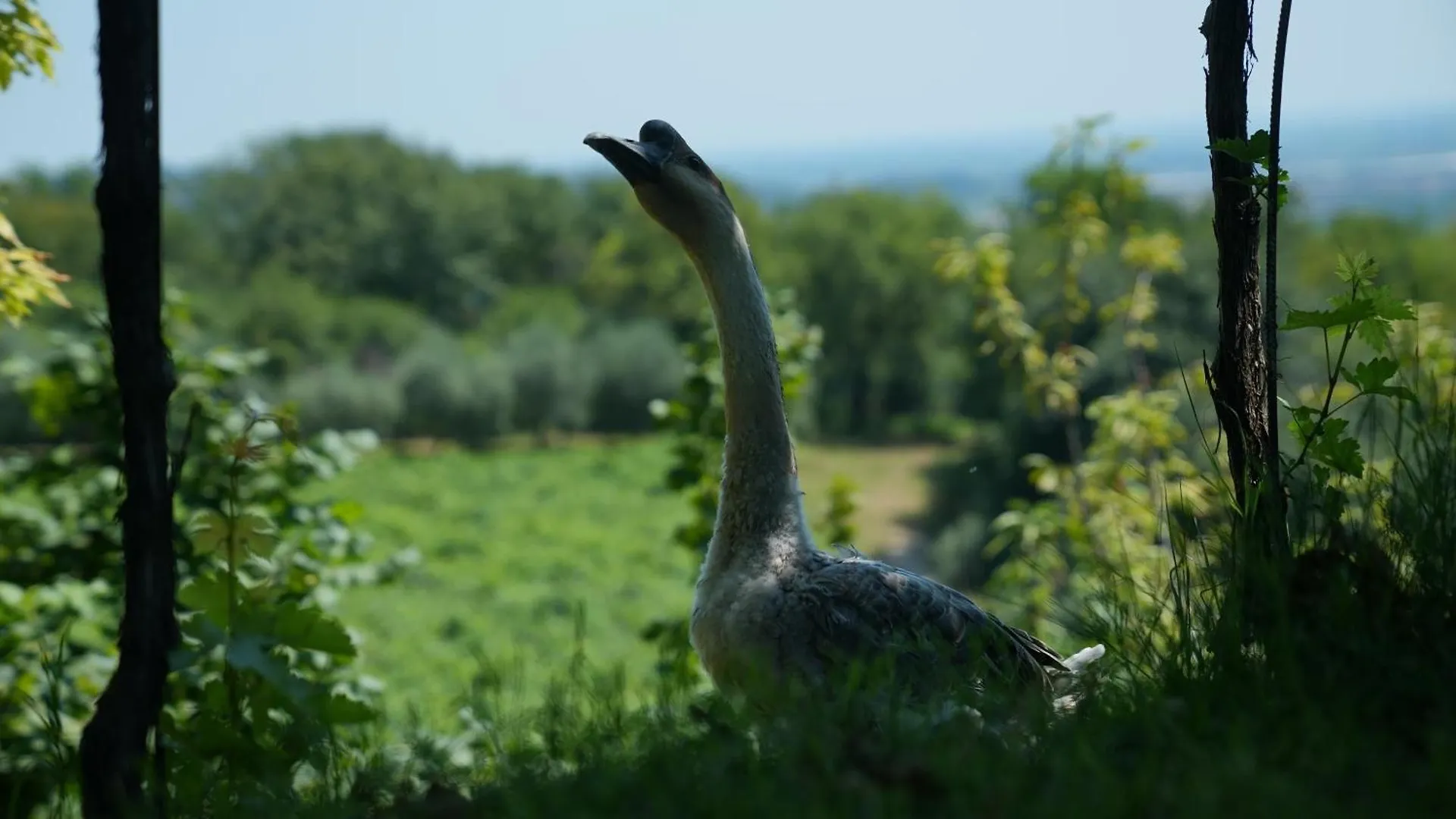 Agriturismo Ai Dossi Βερόνα