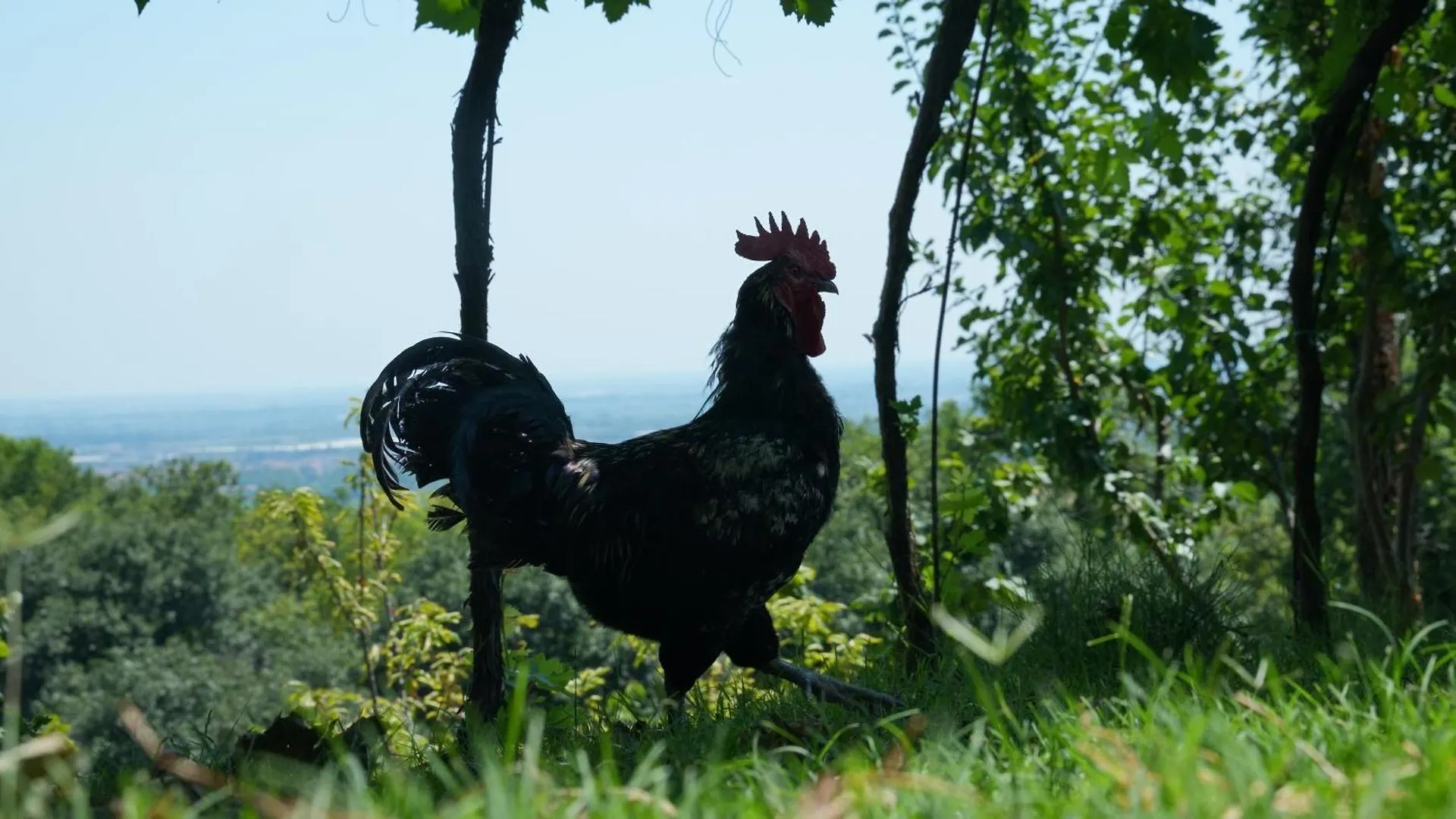 Agriturismo Ai Dossi فيرونا إيطاليا