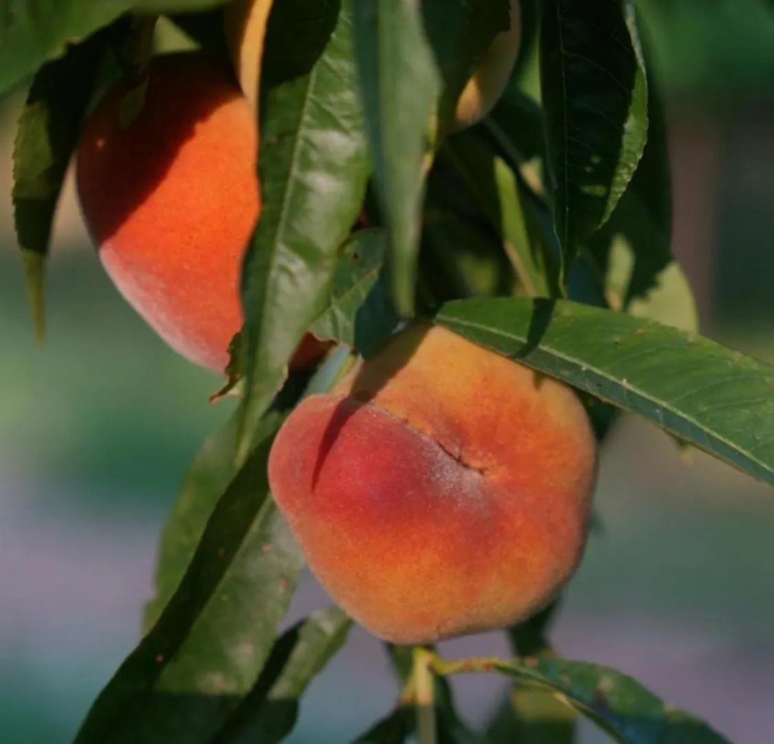 Agriturismo Ai Dossi Vérone Séjour à la ferme