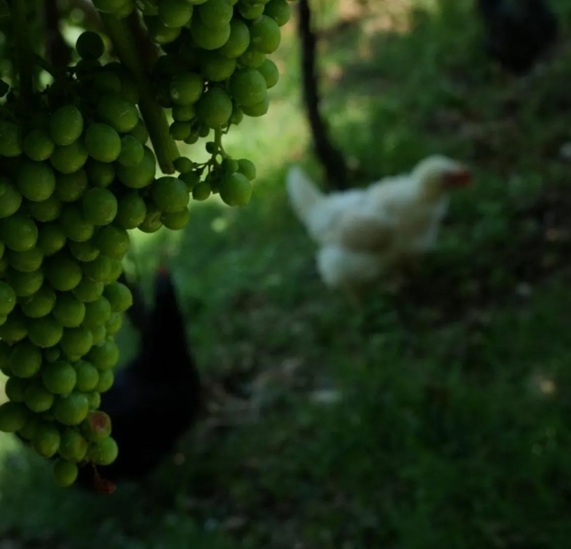 Agriturismo Ai Dossi Verona